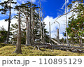 立ち枯れた木が続く森 110895129