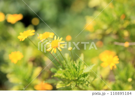 ユリオプスデージーの花 ユリオプスデージーの花 110895184