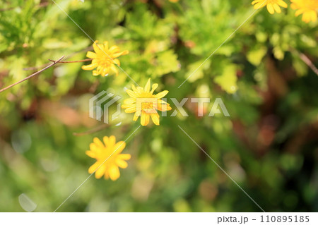 ユリオプスデージーの花 ユリオプスデージーの花 110895185