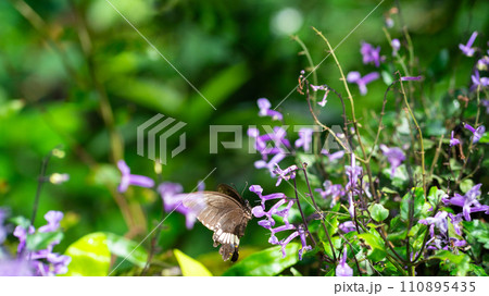 Garden with Mona Lavender flower and butterfly. 110895435