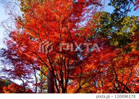 【京都風景】山科界隈　紅葉に包まれる静かな時間を楽しむ秋 110896178