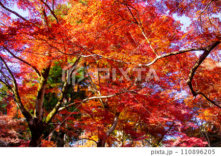 【京都風景】山科界隈　紅葉に包まれる静かな時間を楽しむ秋 110896205