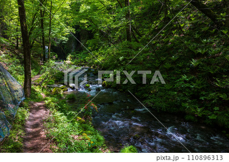 長野県軽井沢町の春　竜返しの滝へ続く道 110896313