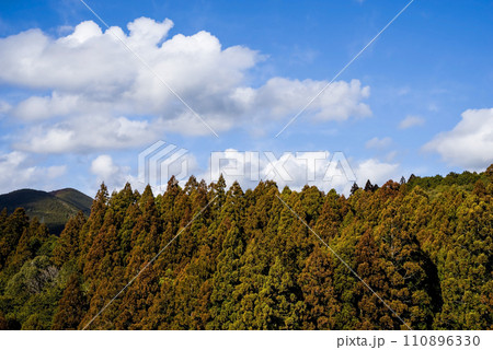 《花粉症イメージ》大量の花粉で黄色くなった杉の木 110896330