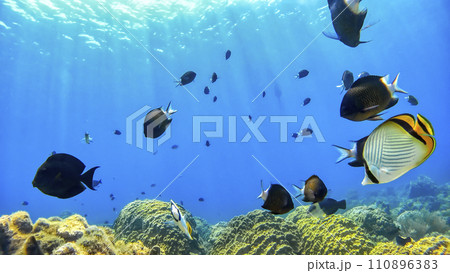 沖縄　阿嘉島のニシハマビーチ　水中撮影 110896383