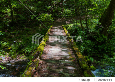 長野県軽井沢町の春　竜返しの滝へ続く道 110896444