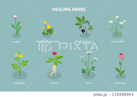 3D Isometric Flat Vector Set of Healing Herbs 110896904