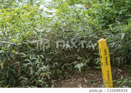 ブナ立尾根の途中 110896956