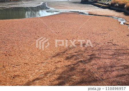 冬の水辺　掻い掘り　丸山公園の冬景色　上尾市　 110896957