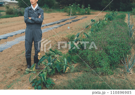 vegetable field vegetable field 110896985