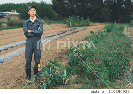 vegetable field 110896988