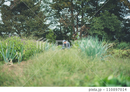vegetable field vegetable field 110897014
