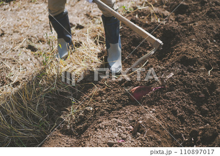 vegetable field vegetable field 110897017