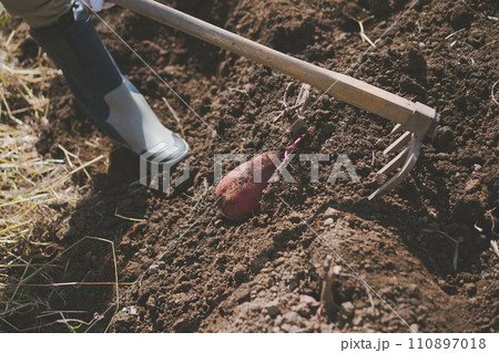 vegetable field 110897018