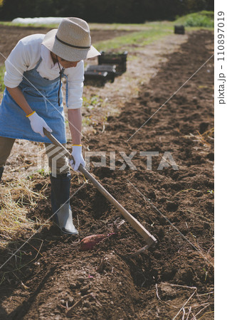 vegetable field vegetable field 110897019