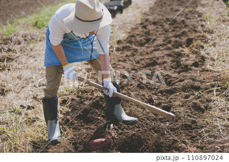 vegetable field 110897024