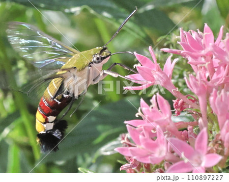 花の蜜を吸うオオスカシバ 110897227
