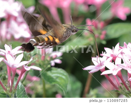 花の蜜を吸うホウジャク 110897285