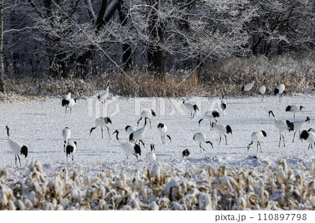雪原の丹頂鶴 雪原の丹頂鶴 110897798