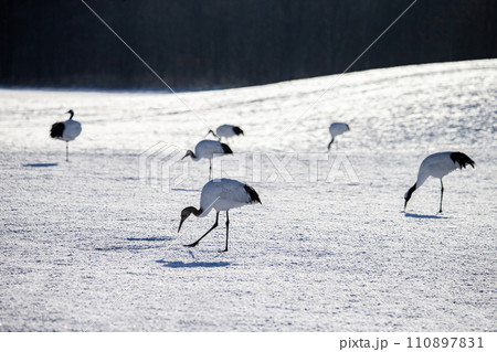 雪原の丹頂鶴 雪原の丹頂鶴 110897831