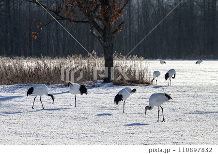 雪原の丹頂鶴 雪原の丹頂鶴 110897832