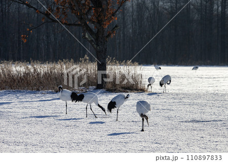 雪原の丹頂鶴 110897833