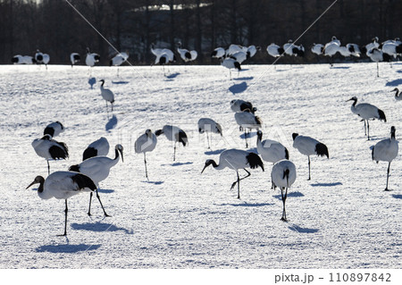 雪原の丹頂鶴 雪原の丹頂鶴 110897842