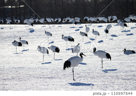 雪原の丹頂鶴 雪原の丹頂鶴 110897844