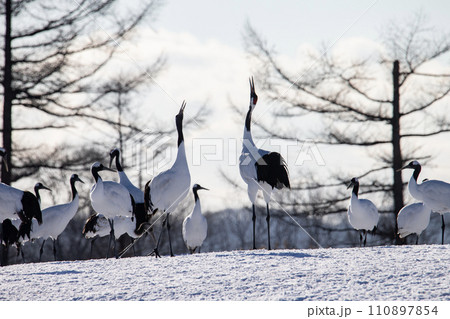 雪原の丹頂鶴 110897854