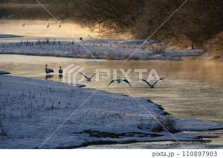 雪原の丹頂鶴 雪原の丹頂鶴 110897903