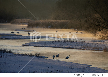 雪原の丹頂鶴 雪原の丹頂鶴 110897912