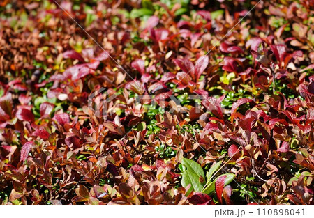 ワイン色のウラシマツツジ 110898041