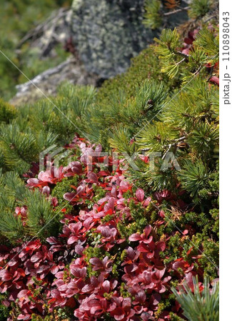 ワイン色のウラシマツツジ 110898043