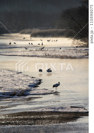 雪原の丹頂鶴 雪原の丹頂鶴 110898075