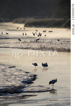 雪原の丹頂鶴 110898076
