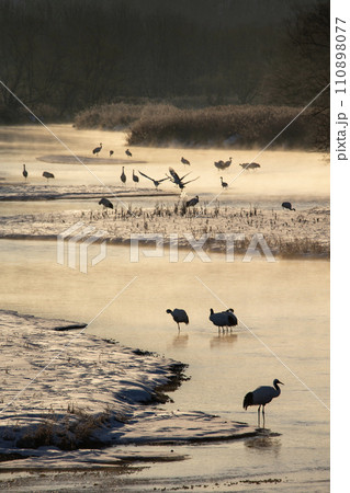 雪原の丹頂鶴 110898077