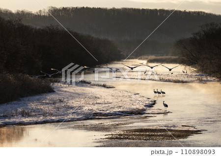 雪原の丹頂鶴 雪原の丹頂鶴 110898093