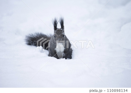 冬の森のエゾリス 110898134