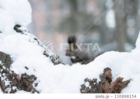 冬の森のエゾリス 冬の森のエゾリス 110898154