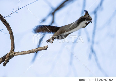 冬の森のエゾリス 冬の森のエゾリス 110898162