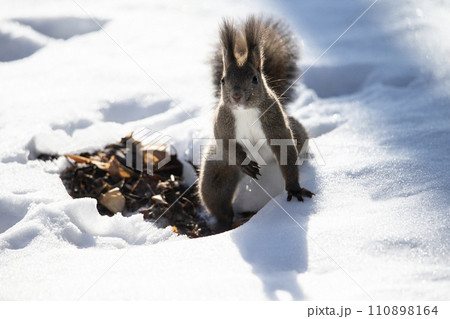 冬の森のエゾリス 110898164