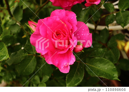 しっとりと赤いバラ　赤い薔薇 110898608