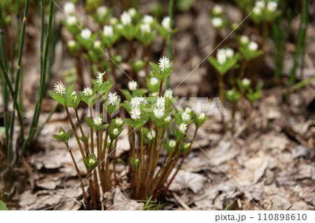 森の妖精ヒトリシズカ 森の妖精ヒトリシズカ 110898610