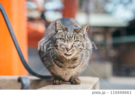 寒さに耐える外飼いの猫 110898661