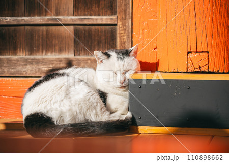 寒さに耐える外飼いの猫 110898662