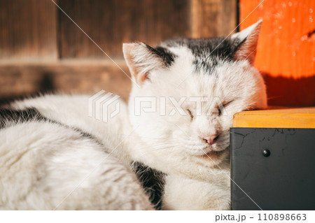 寒さに耐える外飼いの猫 寒さに耐える外飼いの猫 110898663