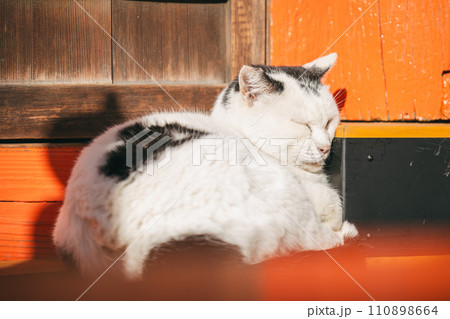 寒さに耐える外飼いの猫 110898664