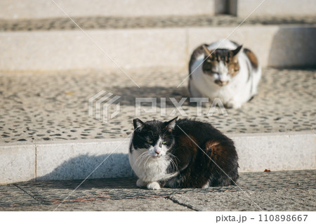 寒さに耐える外飼いの猫 110898667
