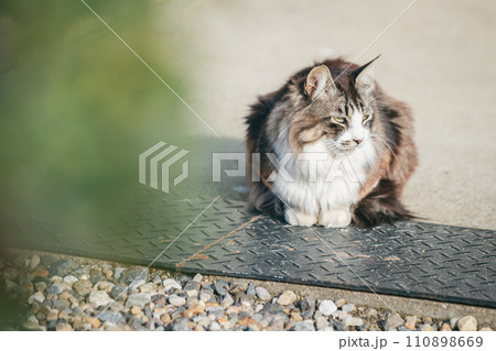 寒さに耐える外飼いの猫 110898669