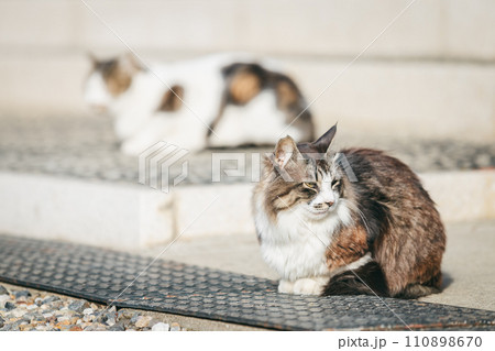 寒さに耐える外飼いの猫 110898670